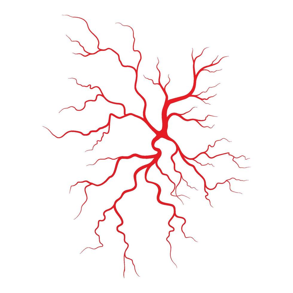 illustrazione di vene e arterie umane vettore