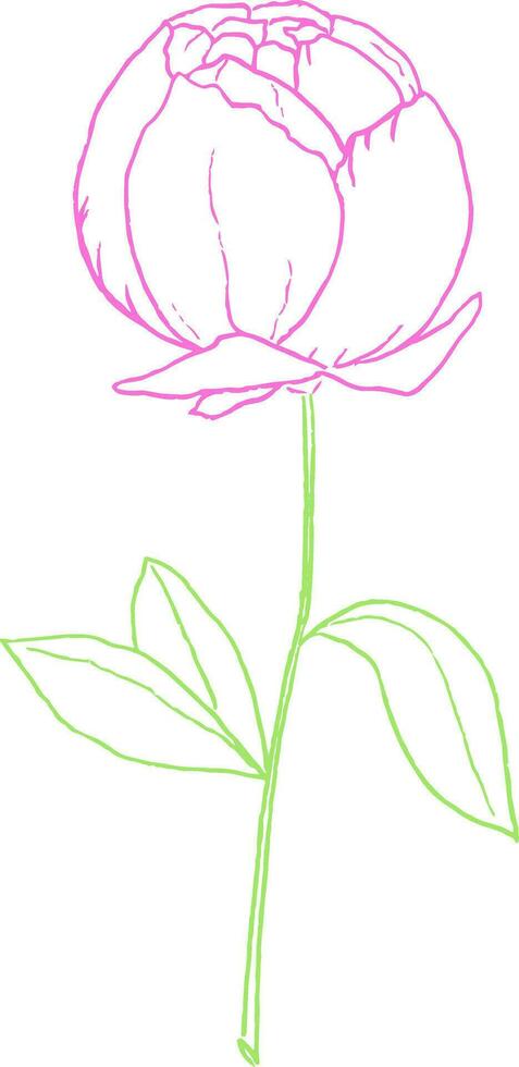 disegno di un' color porpora rosa con verde le foglie vettore o colore illustrazione