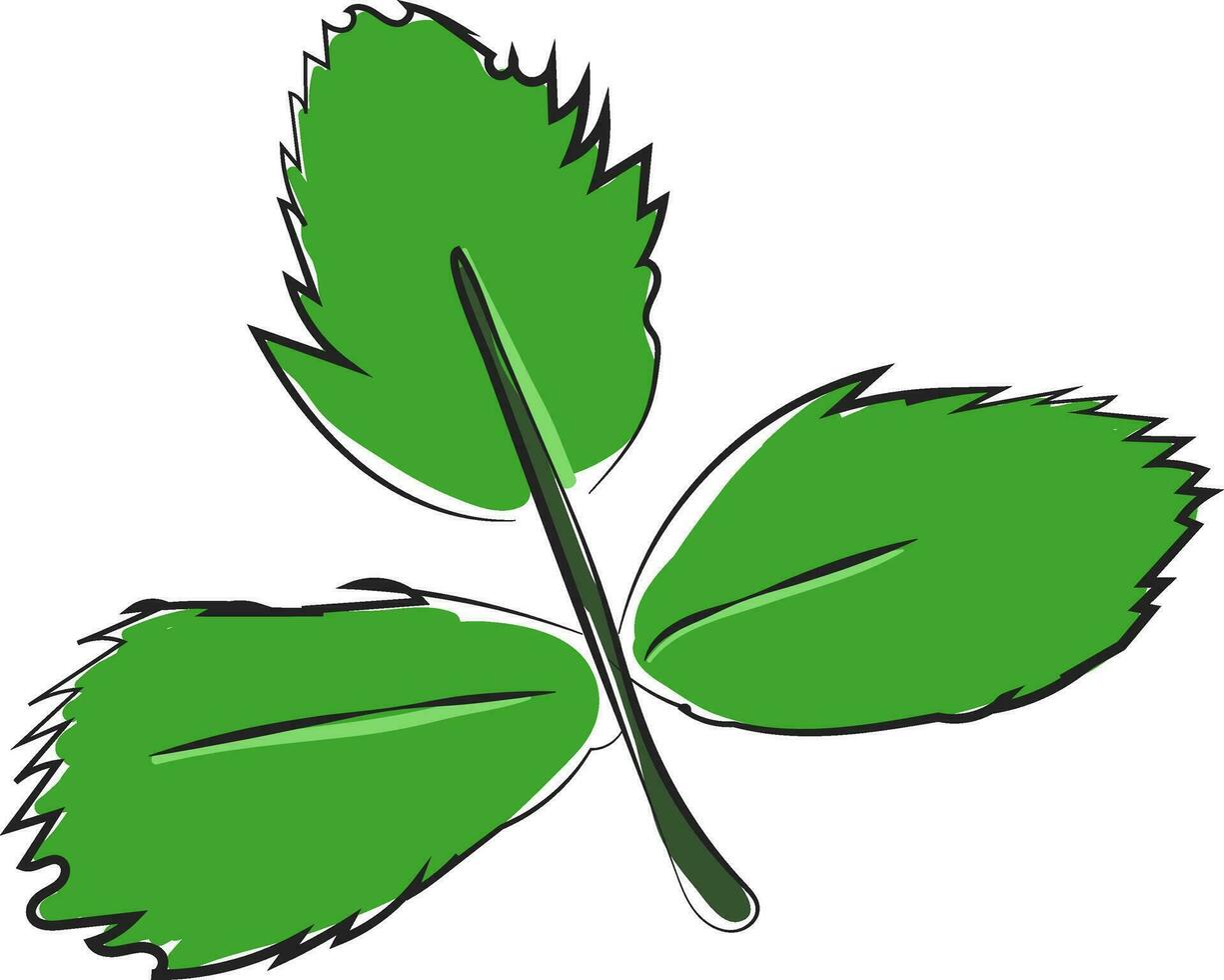 clipart di tre verde le foglie su un' snello gambo vettore o colore illustrazione