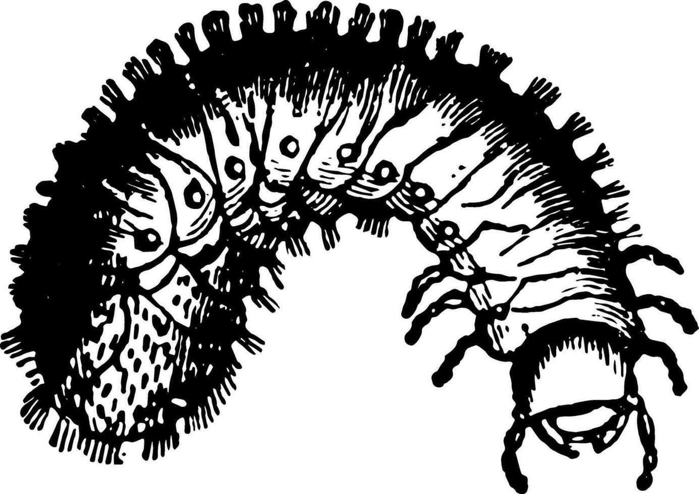 larva di rosa scarafaggio Vintage ▾ illustrazione. vettore