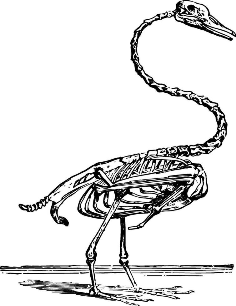 scheletro di il cigno, Vintage ▾ illustrazione. vettore
