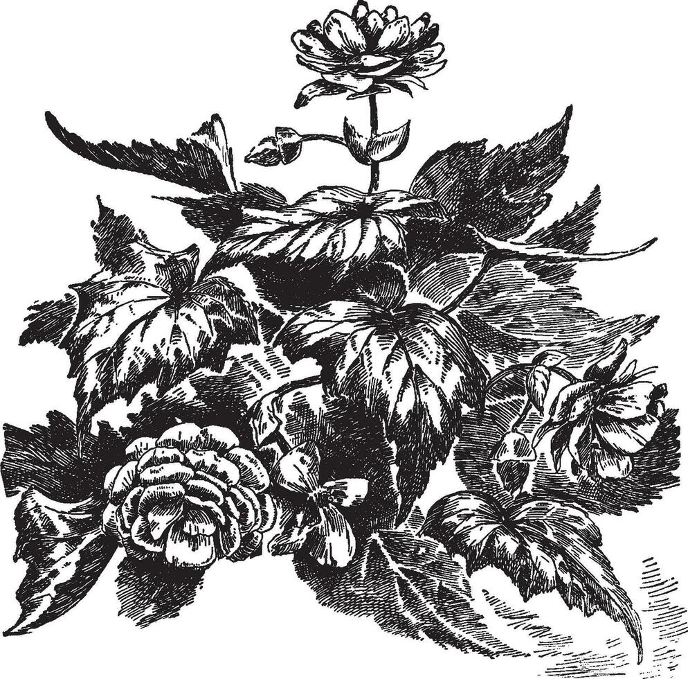 begonia tuberhybrida Vintage ▾ illustrazione. vettore