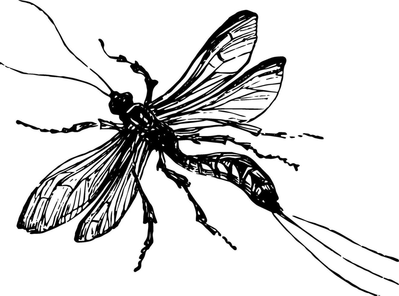 icneumone vespa Vintage ▾ illustrazione. vettore