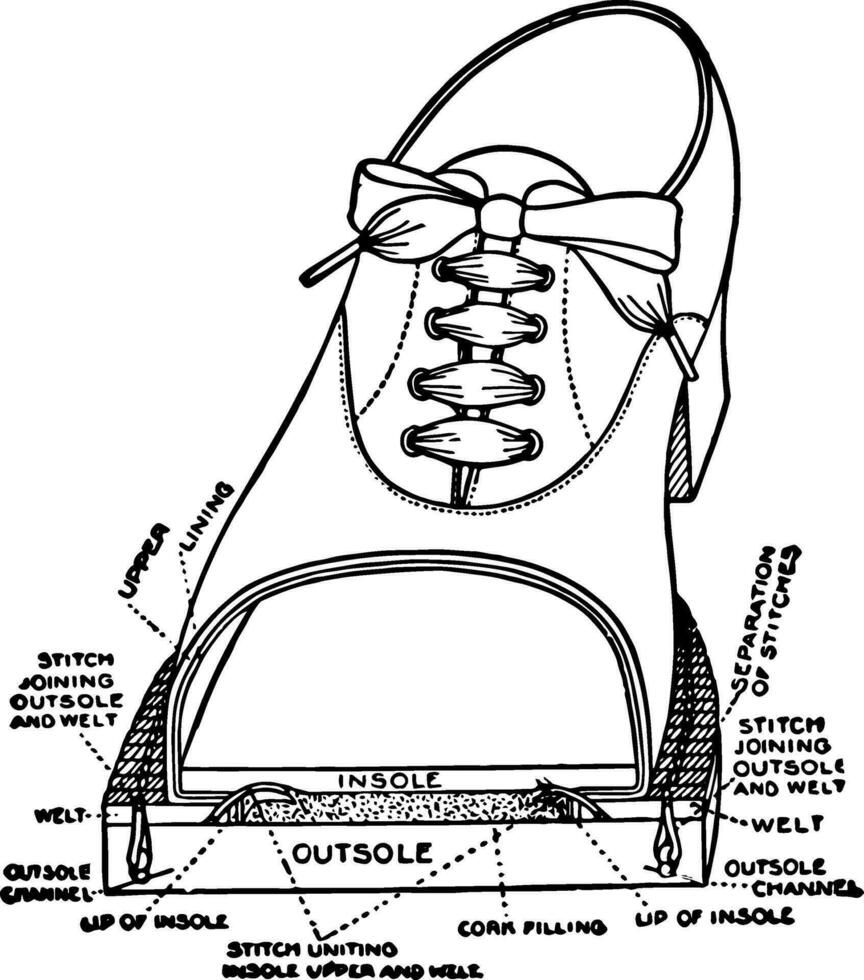 un' guardone scarpa siamo mostrando il diverso parti Vintage ▾ incisione. vettore