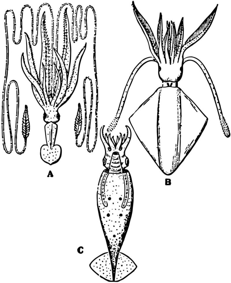 cefalopode, Vintage ▾ illustrazione. vettore