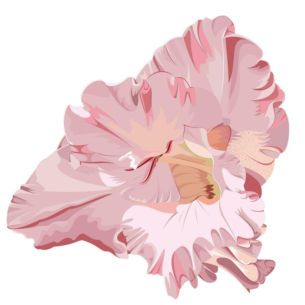 isolato Immagine di un' rosa gladiolo fiore su un' bianca sfondo vettore