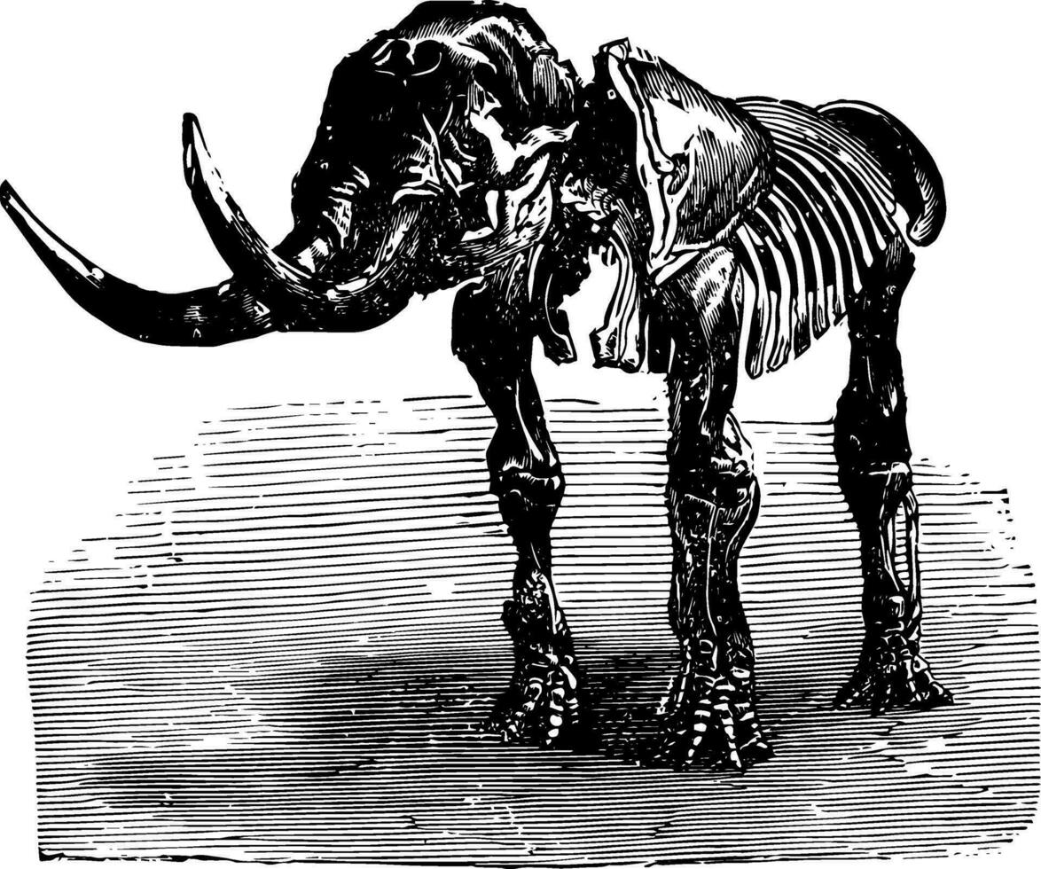 mastodonte gigante, Vintage ▾ illustrazione. vettore