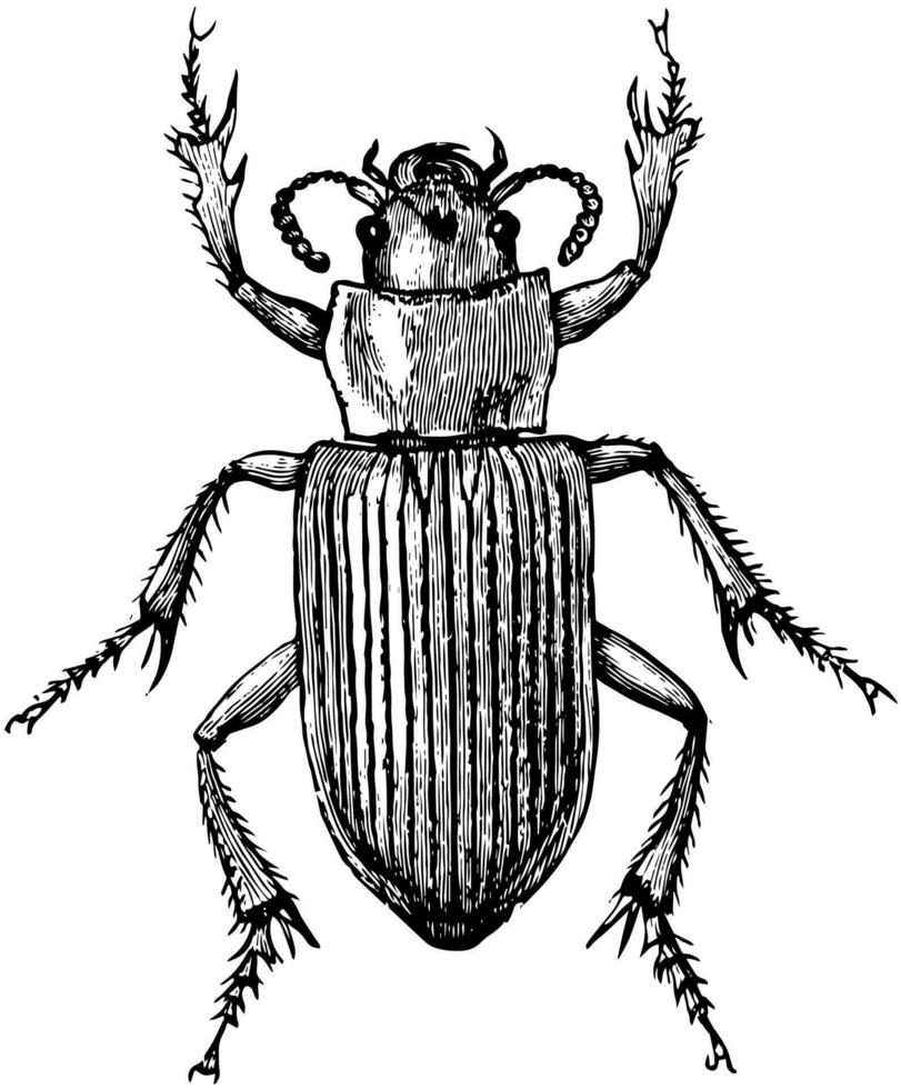 caraboid scarafaggio, Vintage ▾ illustrazione. vettore