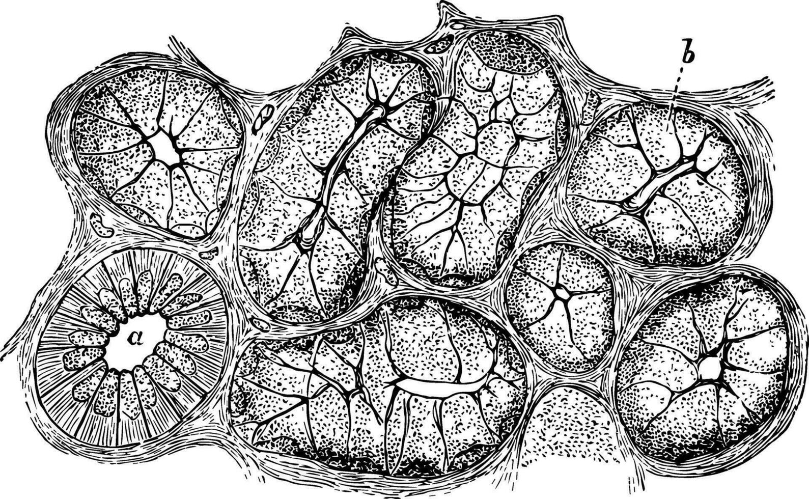 ghiandola cellule di un' cane, Vintage ▾ illustrazione vettore