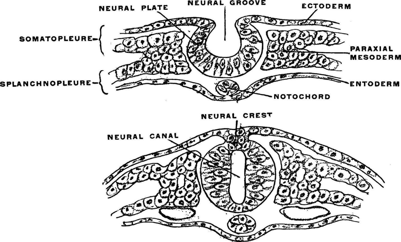 sviluppo di neurale tubo, Vintage ▾ illustrazione. vettore