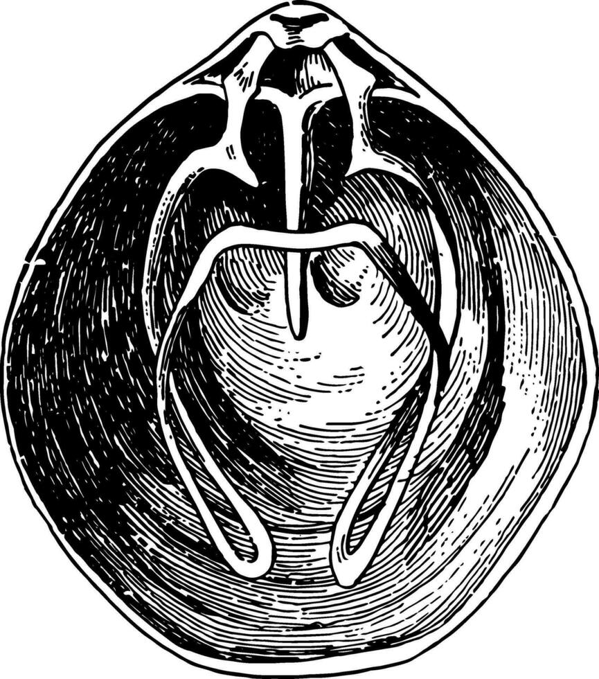 brachiopode, Vintage ▾ illustrazione. vettore