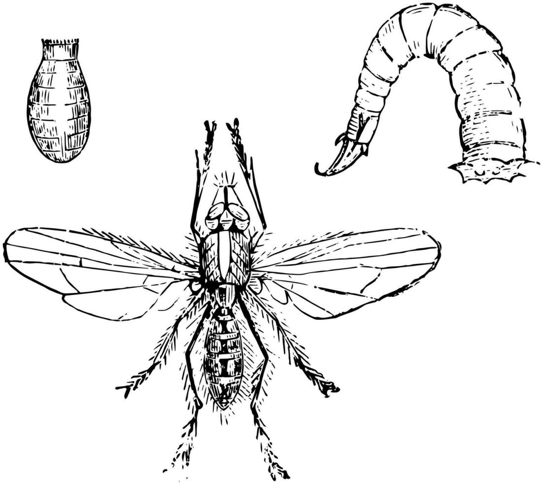 larva e crisalide di il cipolla volare, Vintage ▾ illustrazione. vettore