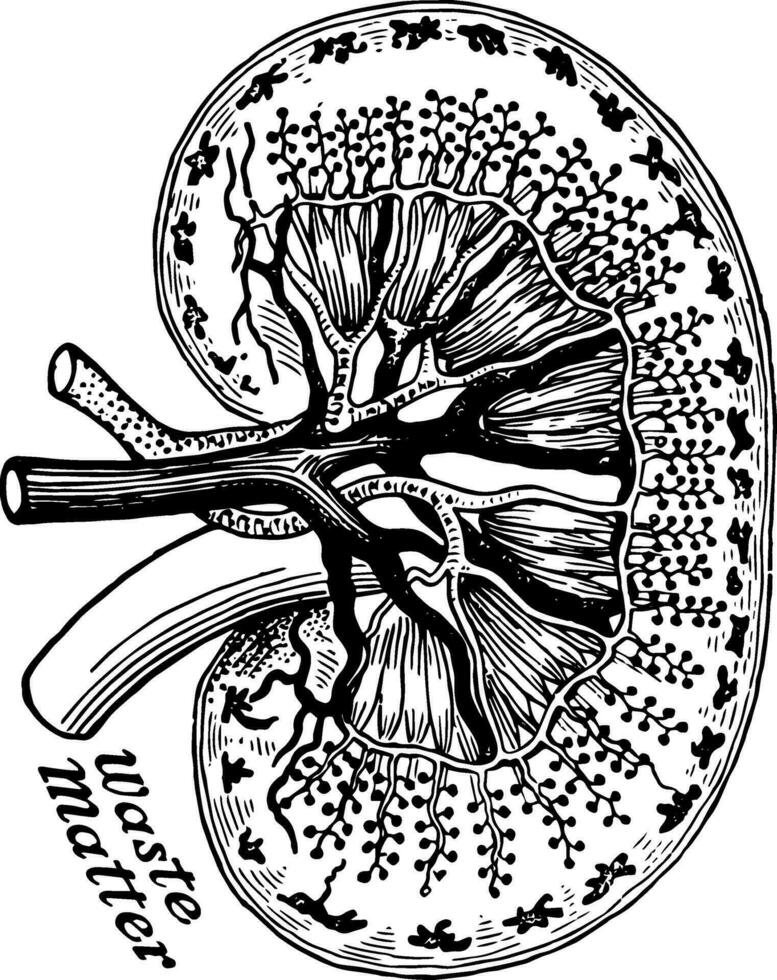 diagramma di sangue navi nel un' rene, Vintage ▾ illustrazione. vettore