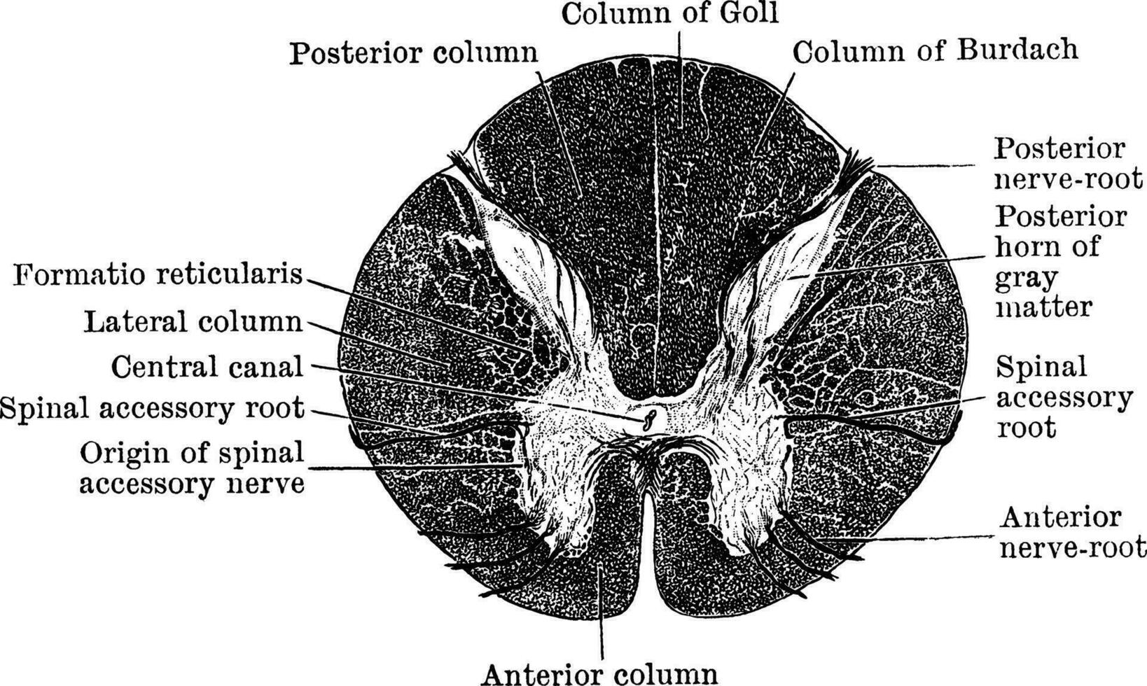 sezione attraverso superiore parte di spinale cordone, Vintage ▾ illustrazione vettore