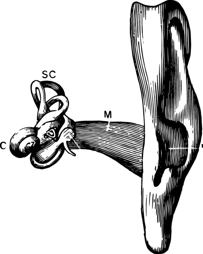 il uditorio apparato, Vintage ▾ illustrazione. vettore
