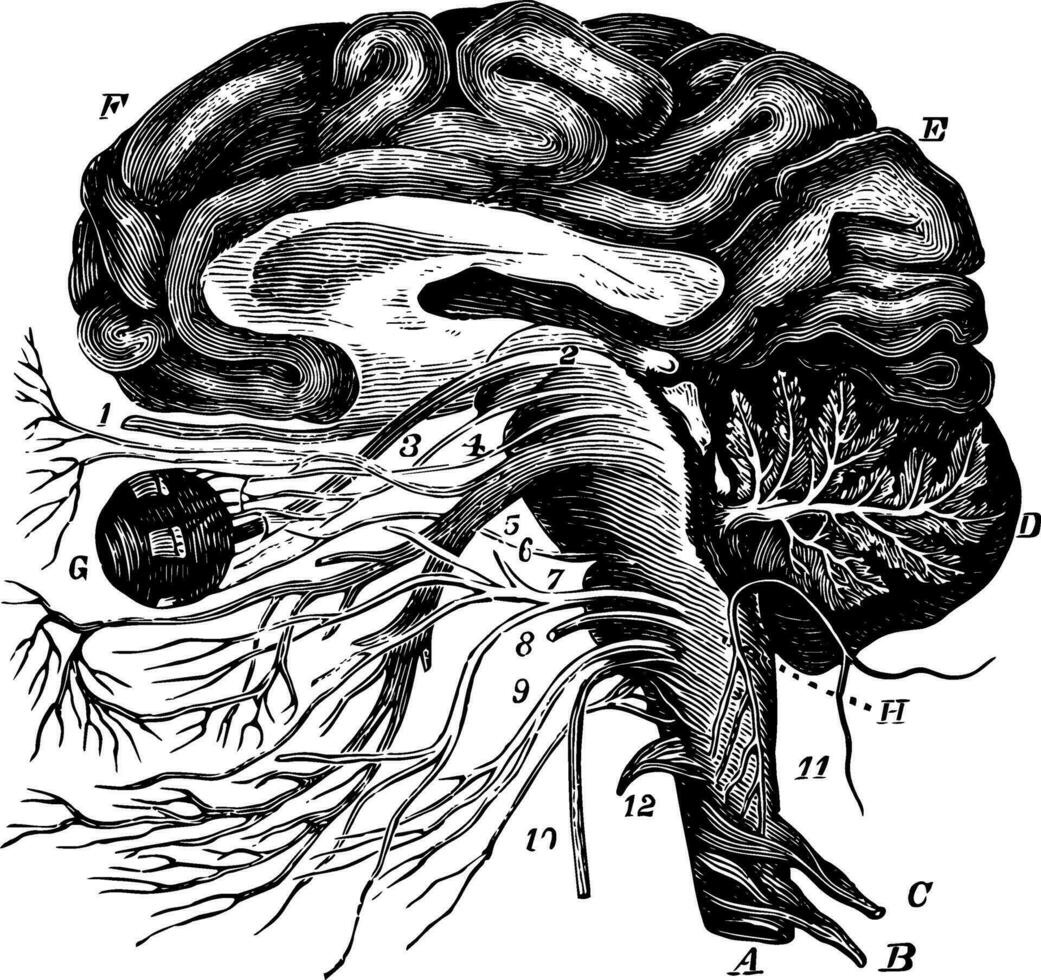 il cervello e il craniale nervi, Vintage ▾ illustrazione vettore