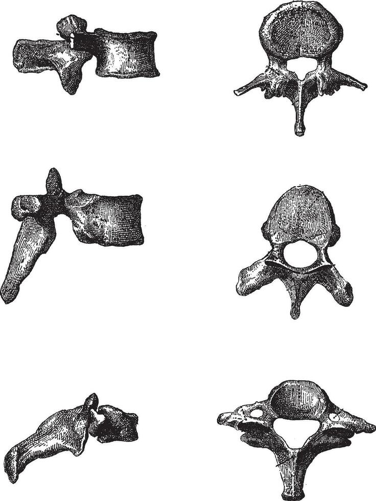 umano vertebre, Vintage ▾ incisione vettore