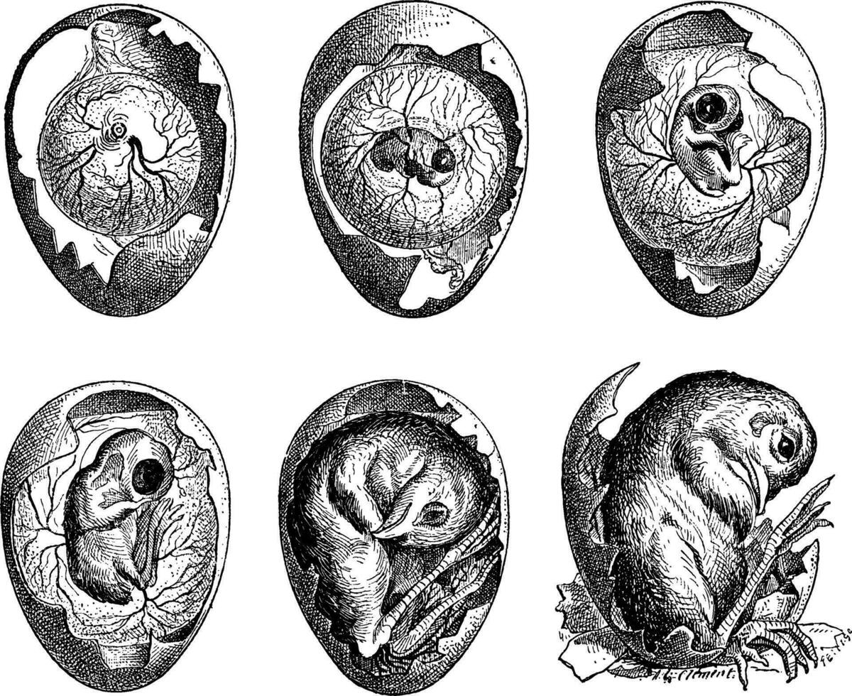 sviluppo di un' pollo uovo, Vintage ▾ incisione vettore