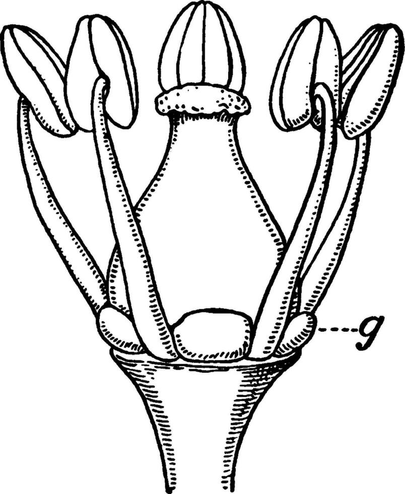 stami e pistillo Vintage ▾ illustrazione. vettore