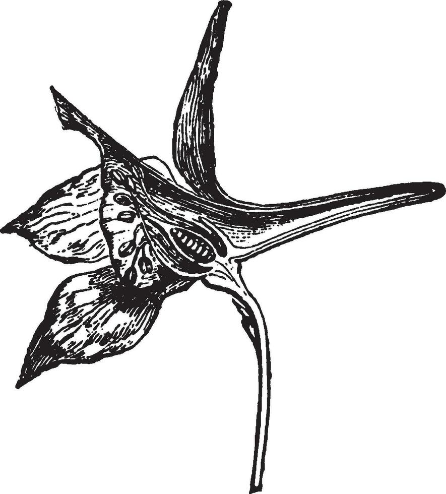 fiore di larkspur Vintage ▾ illustrazione. vettore