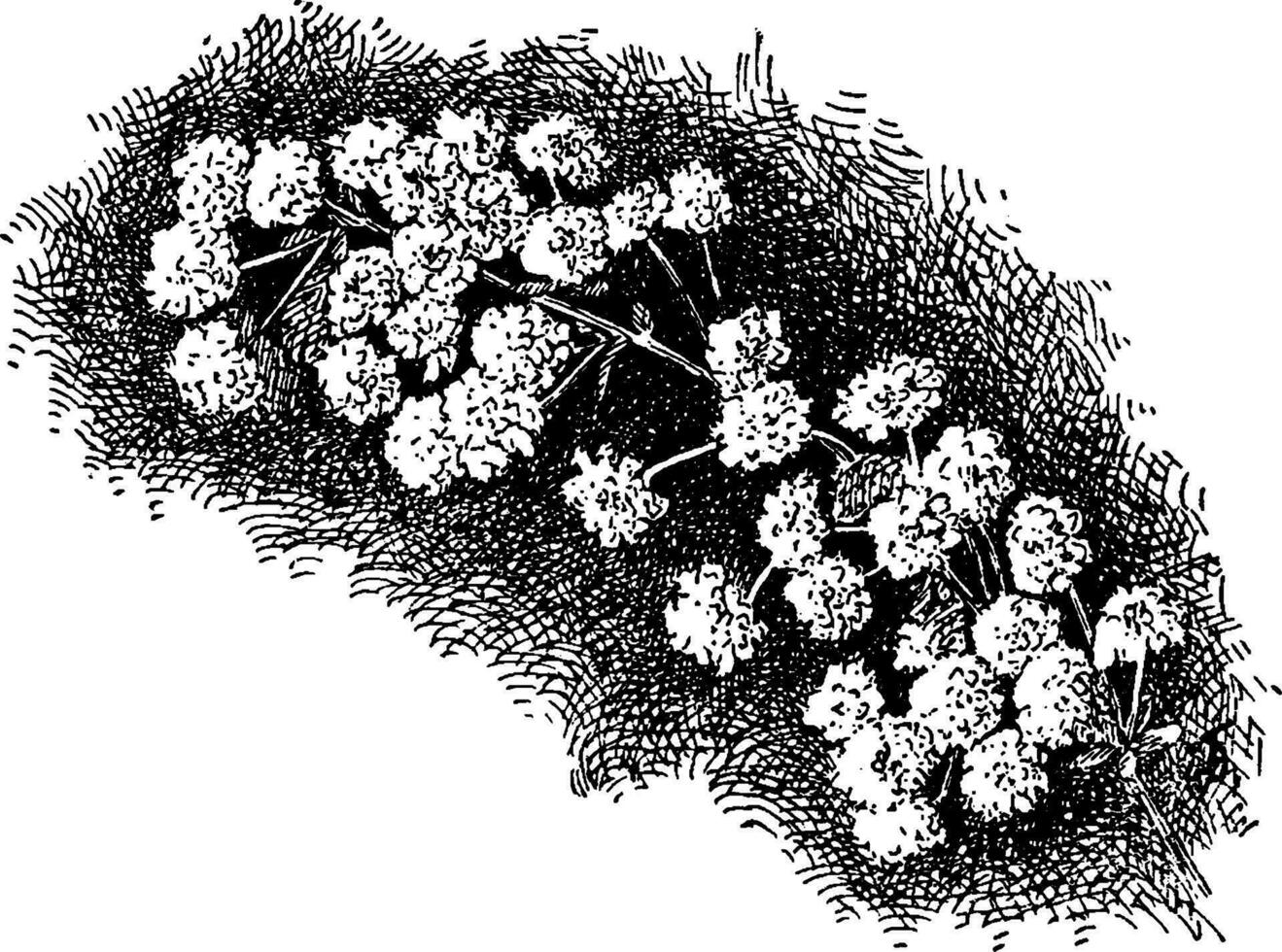 spiraea prunifolia Vintage ▾ illustrazione. vettore