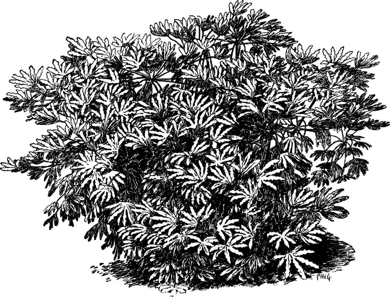 fatsia japonica Vintage ▾ illustrazione. vettore