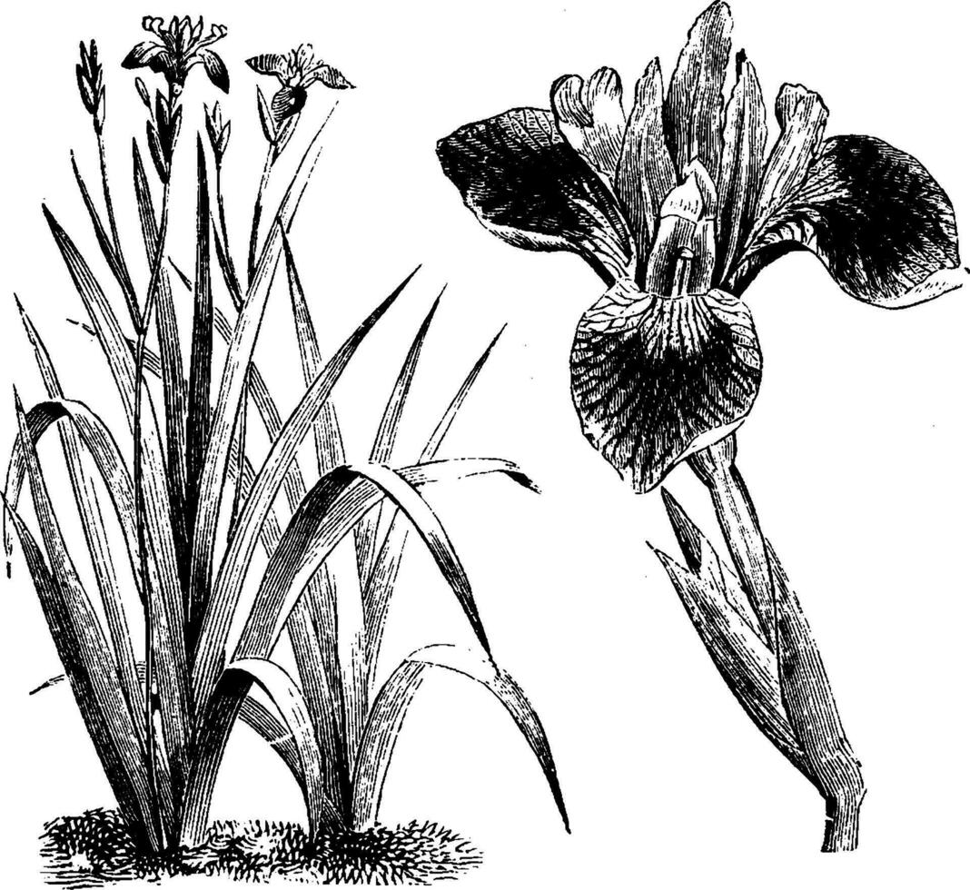 abitudine e distaccato porzione di infiorescenza di iris versicolor Vintage ▾ illustrazione. vettore