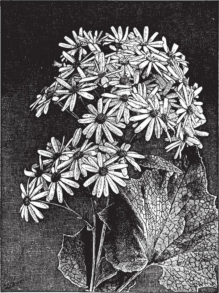 cineraria stellata Vintage ▾ illustrazione. vettore