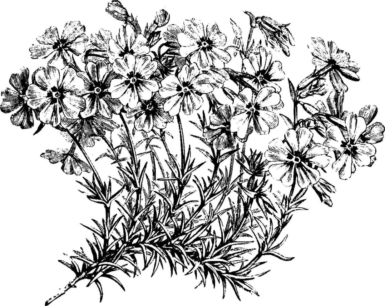 fioritura ramo di phlox subulata Vintage ▾ illustrazione. vettore