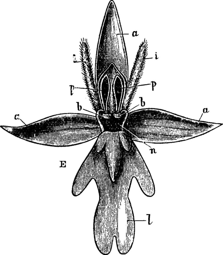 volare orchidea Vintage ▾ illustrazione. vettore