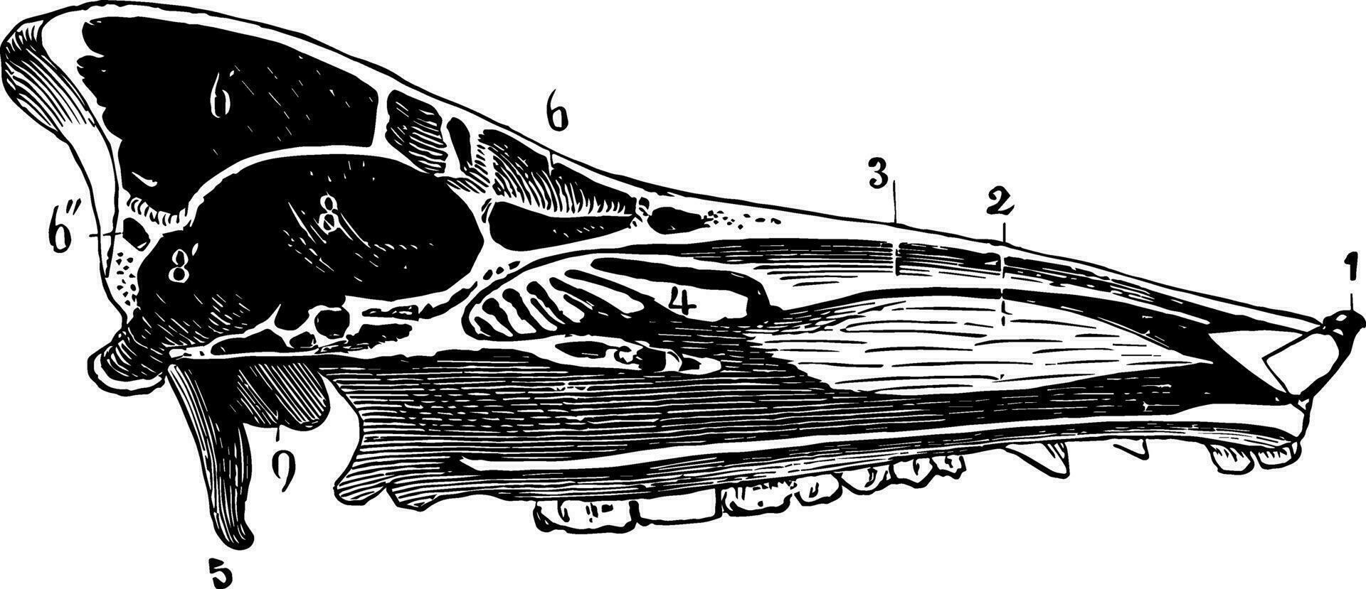 cranio di un' maiale Vintage ▾ illustrazione. vettore