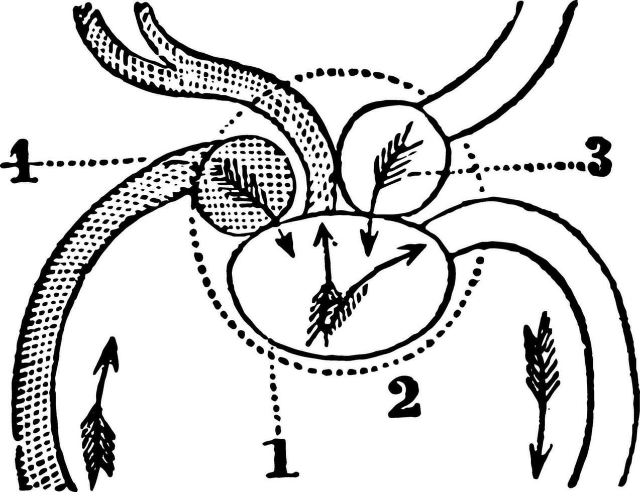 un' diagramma di il cuore di un' pesce Vintage ▾ illustrazione. vettore