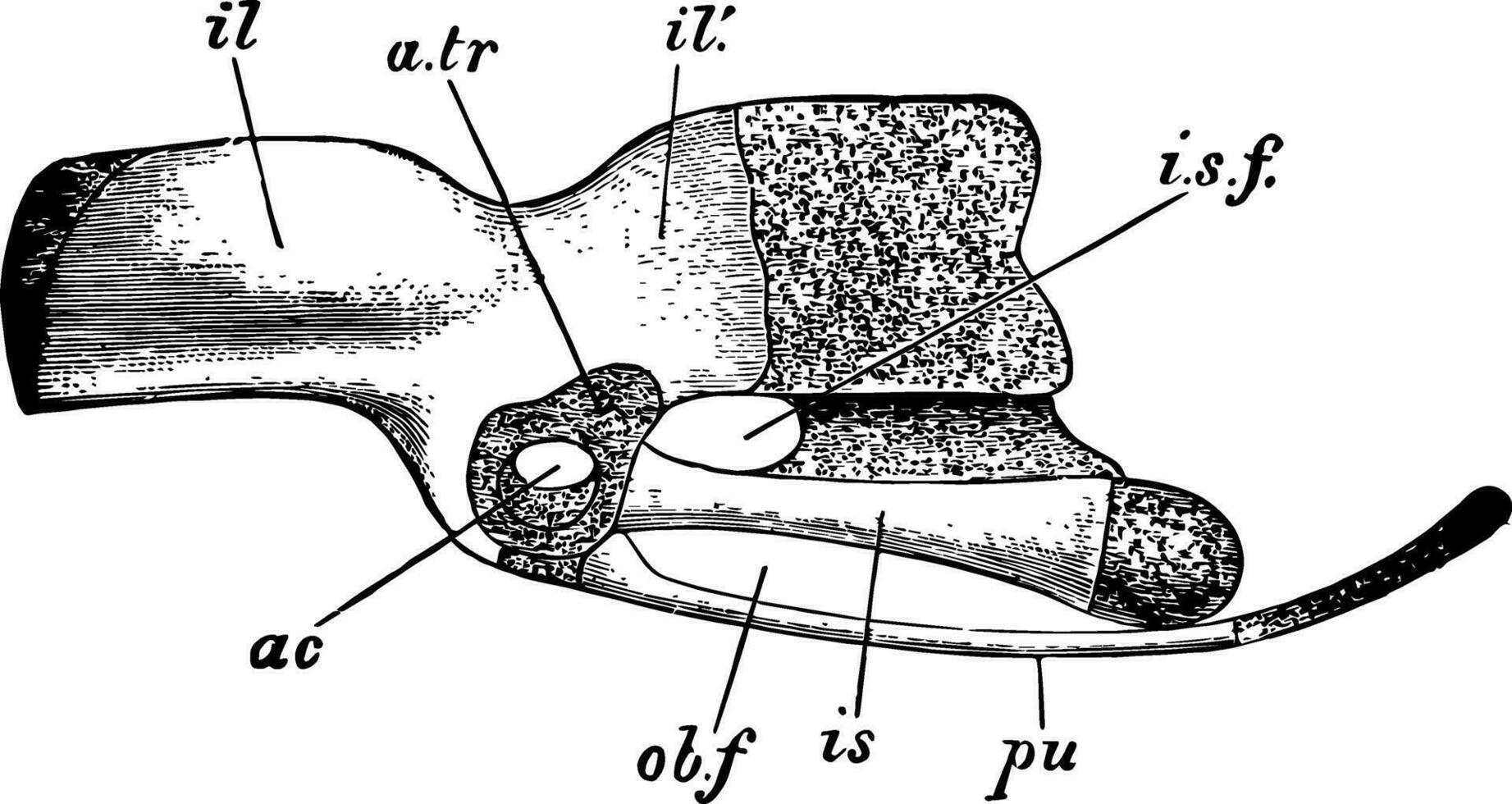 roccia Piccione innominato, Vintage ▾ illustrazione vettore