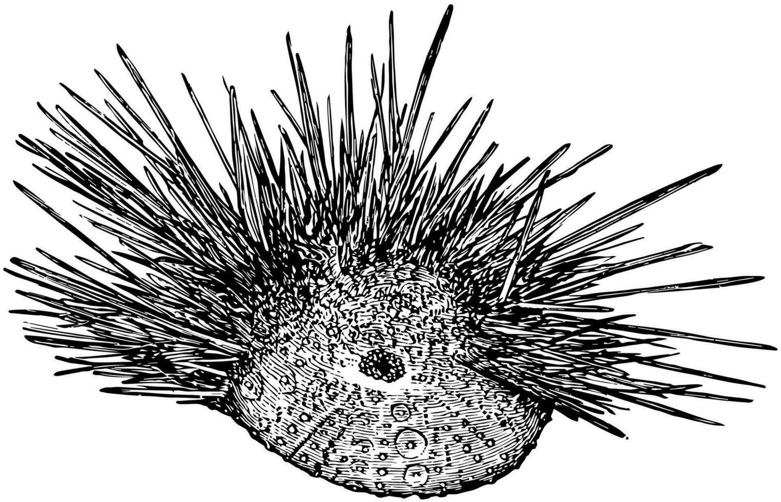 hawaiano roccia monello, Vintage ▾ illustrazione vettore