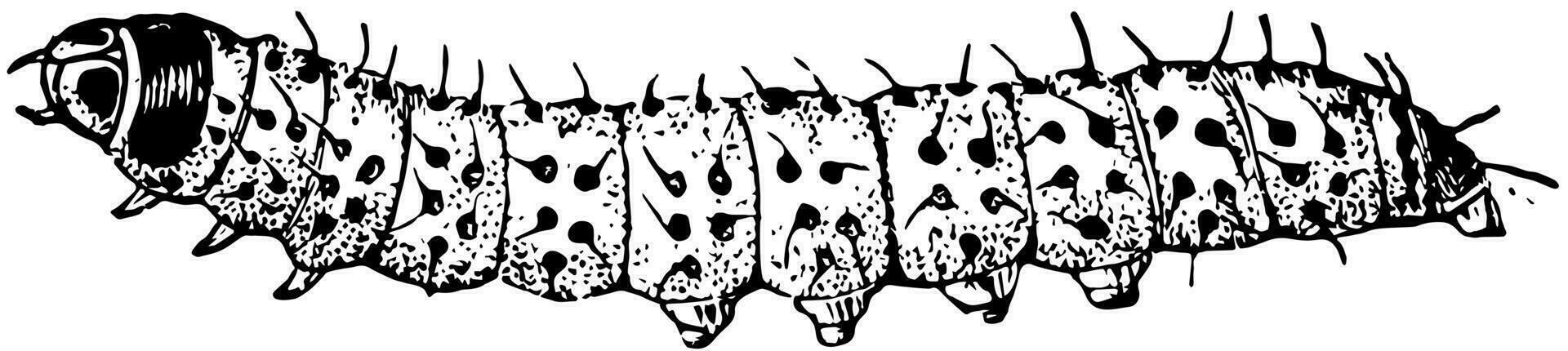 bruco di il leopardo falena, Vintage ▾ illustrazione. vettore