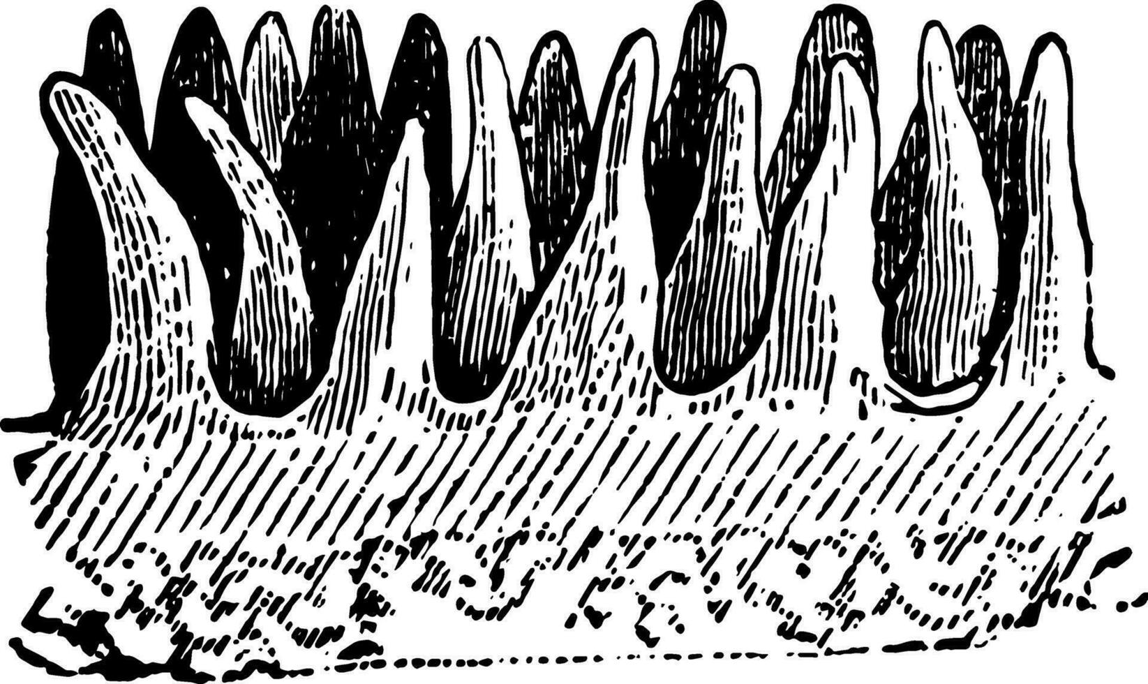 papille con epidermide RIMOSSO, Vintage ▾ illustrazione. vettore