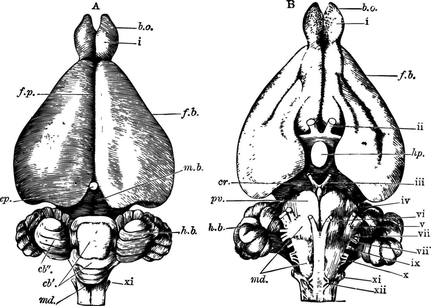 coniglio cervello, Vintage ▾ illustrazione vettore