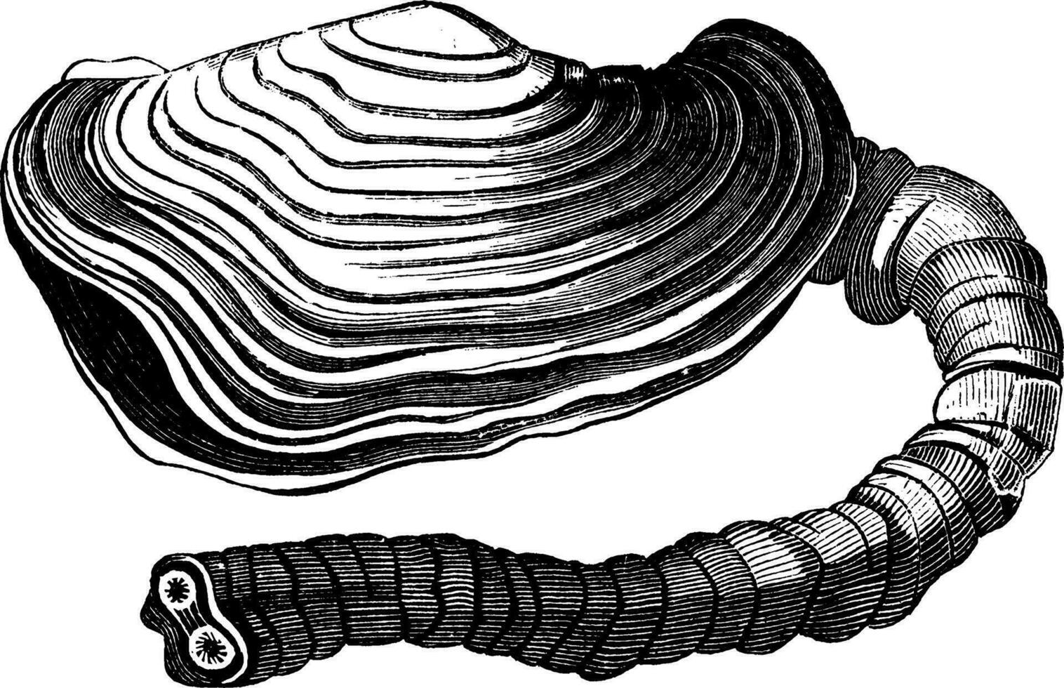 panopea australis, Vintage ▾ illustrazione. vettore