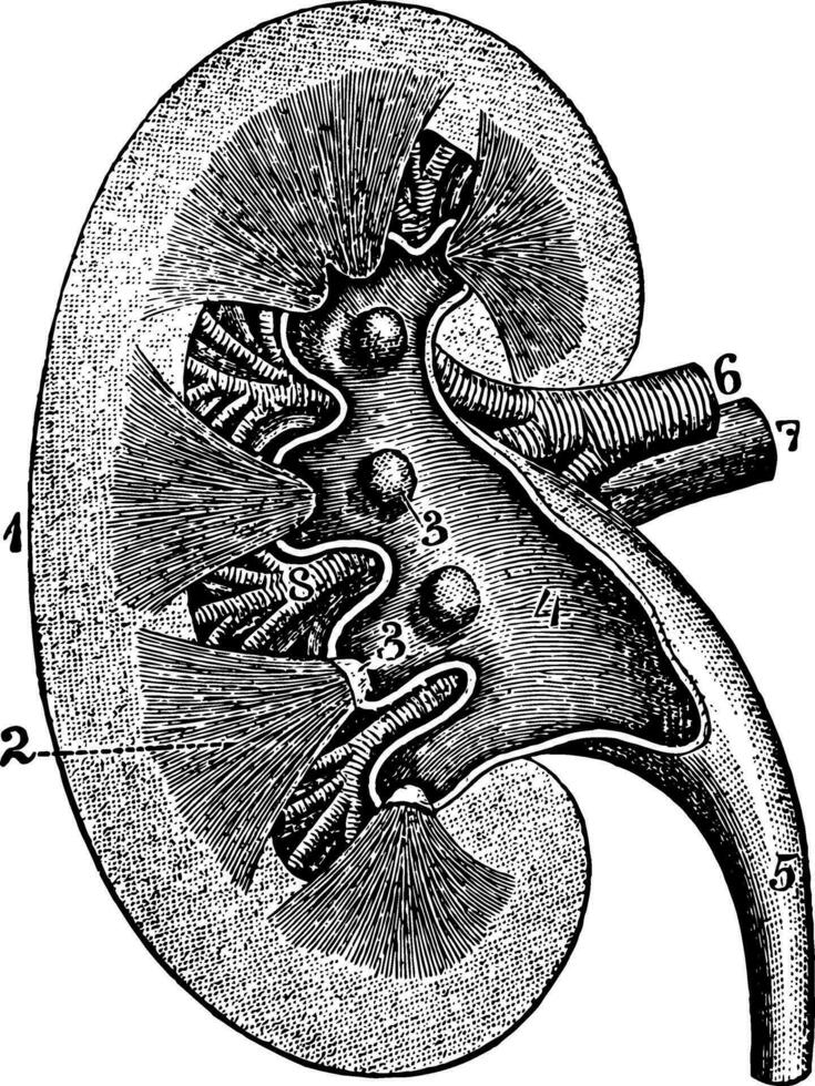 longitudinale sezione di un' rene, Vintage ▾ illustrazione. vettore