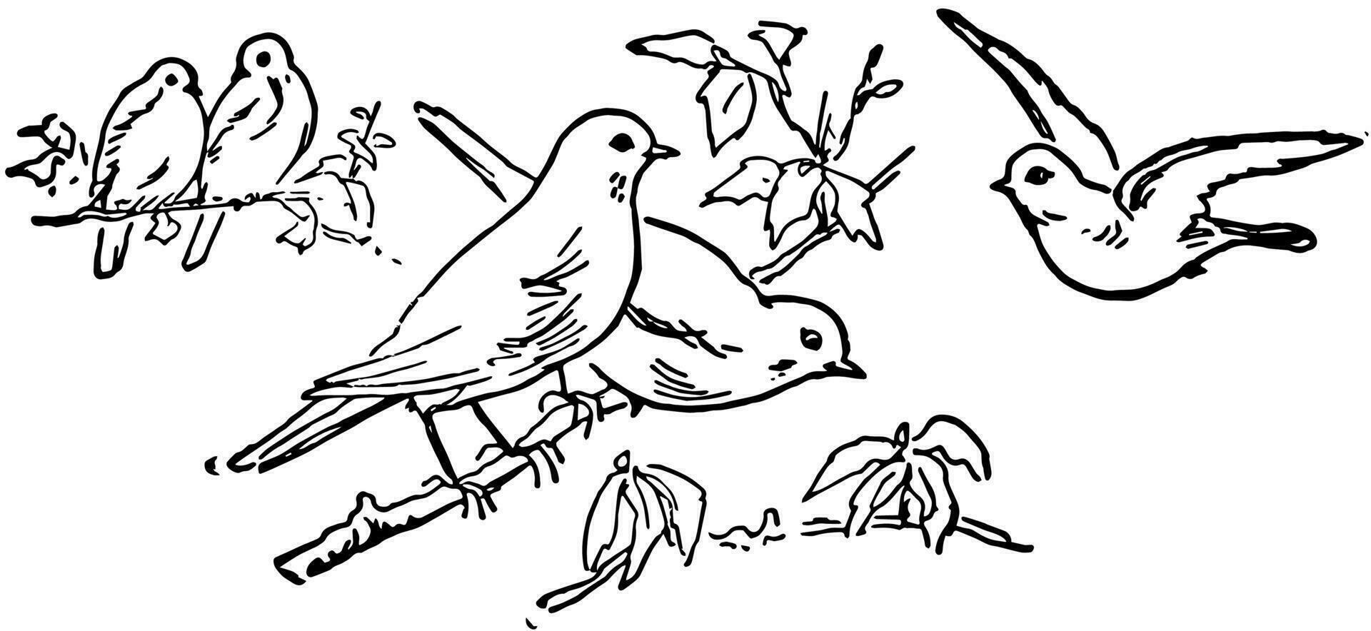 cinque uccelli, Vintage ▾ illustrazione vettore