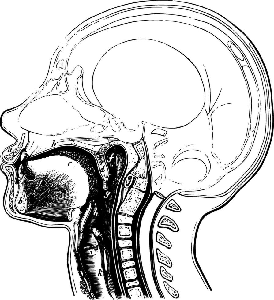 passaggio per il esofago e trachea, Vintage ▾ illustrazione. vettore