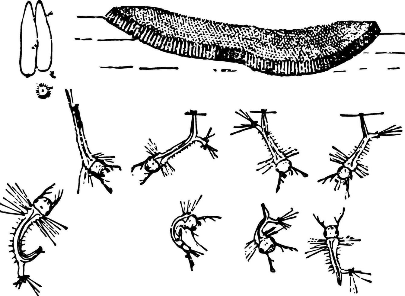 zanzara uova e larve, Vintage ▾ illustrazione. vettore