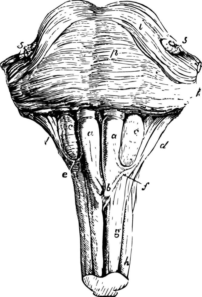 anteriore superficie di il ponte varoli e midollo oblunga, Vintage ▾ illustrazione vettore