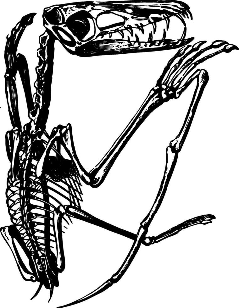 pterodattillo scheletro, Vintage ▾ illustrazione vettore