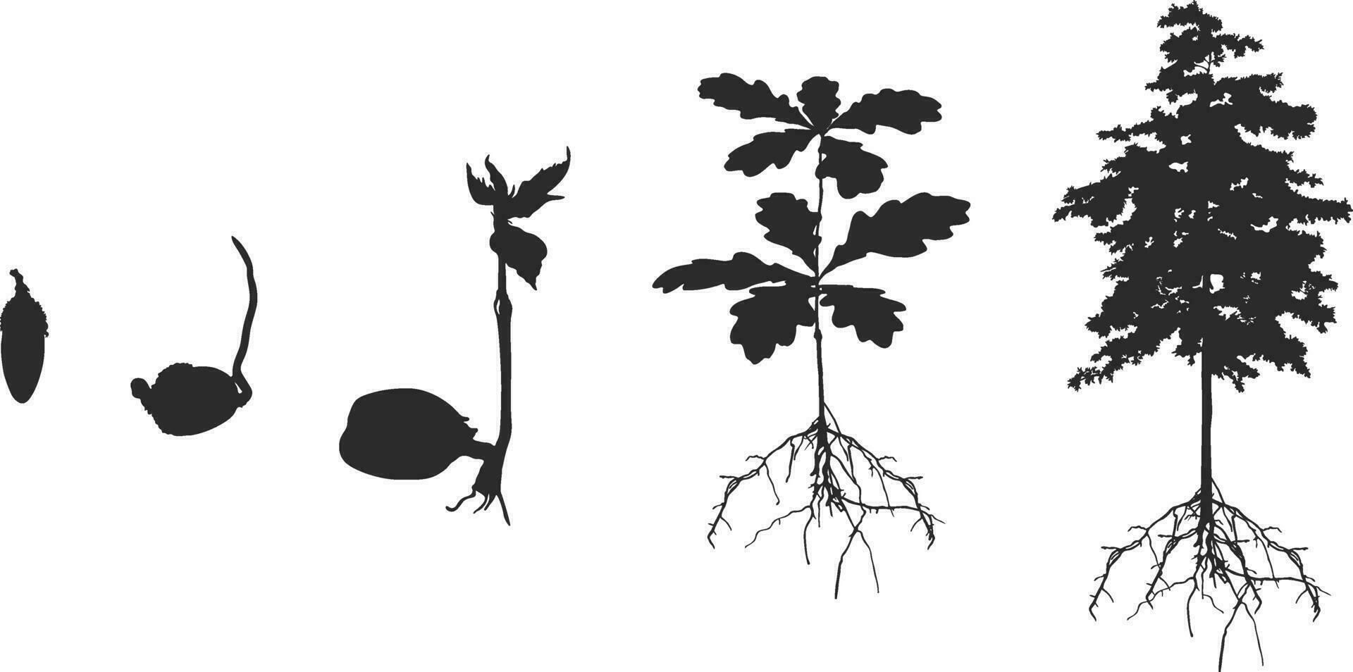 vita ciclo di quercia albero silhouette, ciclo di albero silhouette, vita ciclo di quercia vettore, in crescita quercia seme silhouette v02. vettore