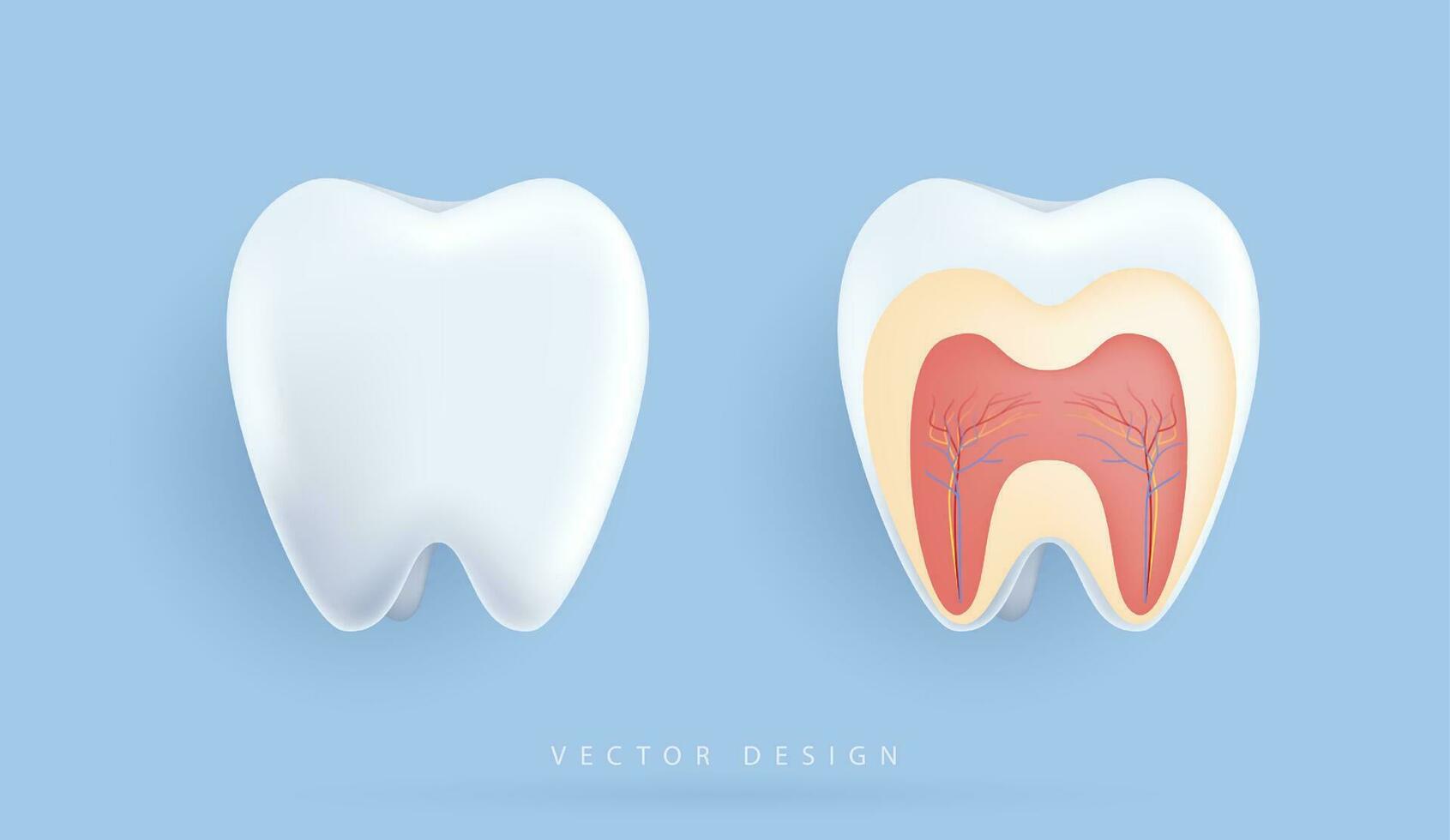 biologico illustrazione di dettagliato denti anatomia. il struttura di denti per medico app, siti web e Ospedale. vettore design.