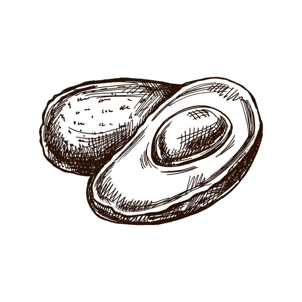 disegnato a mano avocado schizzo. Vintage ▾ disegno di maturo avocado e avocado metà. vettore nero inchiostro schema cibo schizzo illustrazione. messicano cibo, cucina. un illustrazione per il menù. latino America.