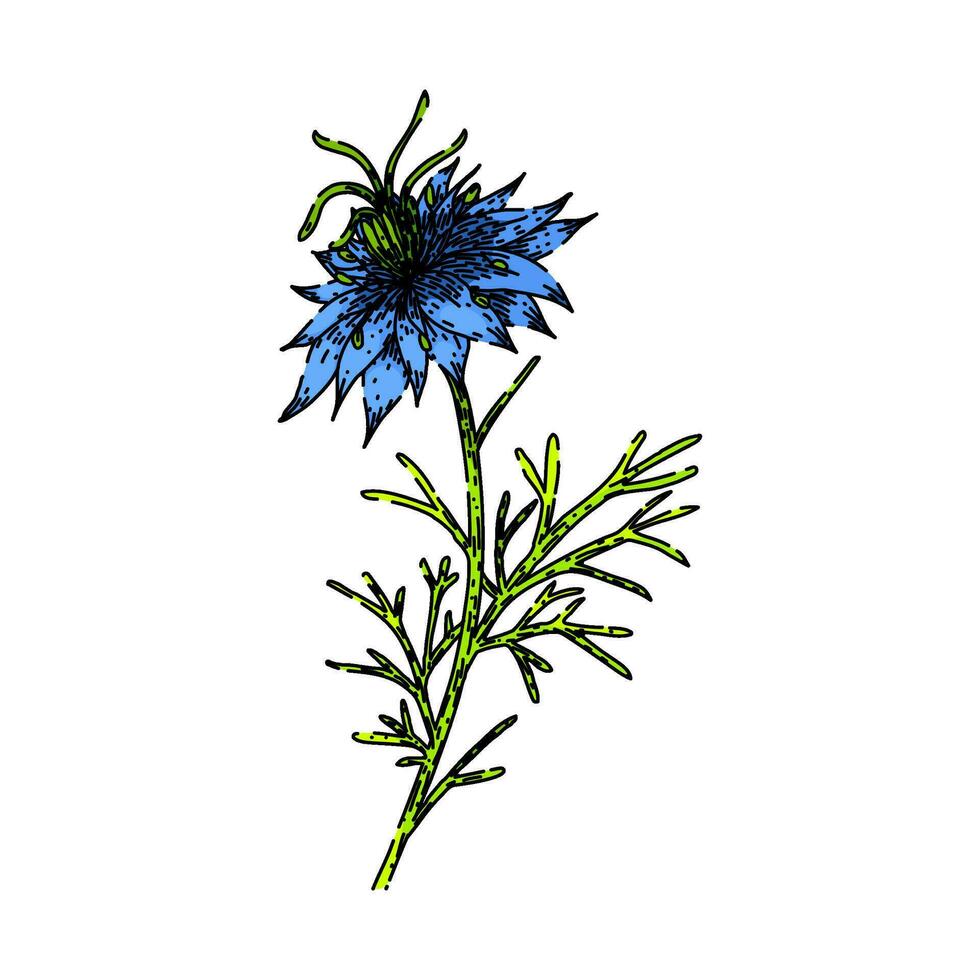 medicina Nigella sativa schizzo mano disegnato vettore