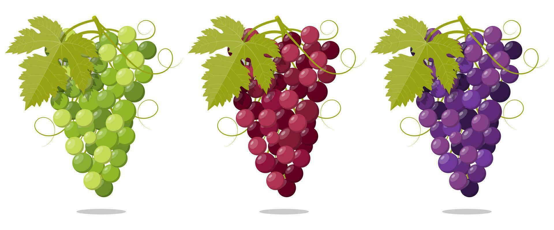 impostato fresco mazzo di uva viola bianca e rosa icona su bianca sfondo. illustrazione nel piatto stile vettore