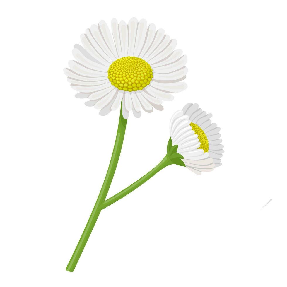 vettore illustrazione, Erigeron annuale, conosciuto come fleabane o margherita pulcinella, isolato su bianca sfondo.
